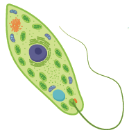 اليوغلينا اليوغلينا